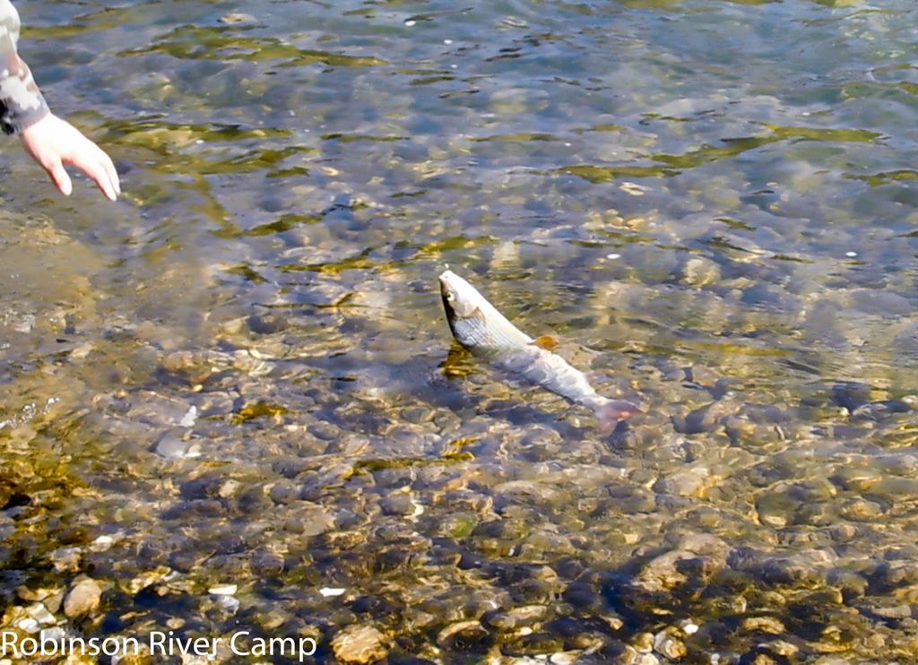 Robinson River Camp ラドヴリツァ エクステリア 写真